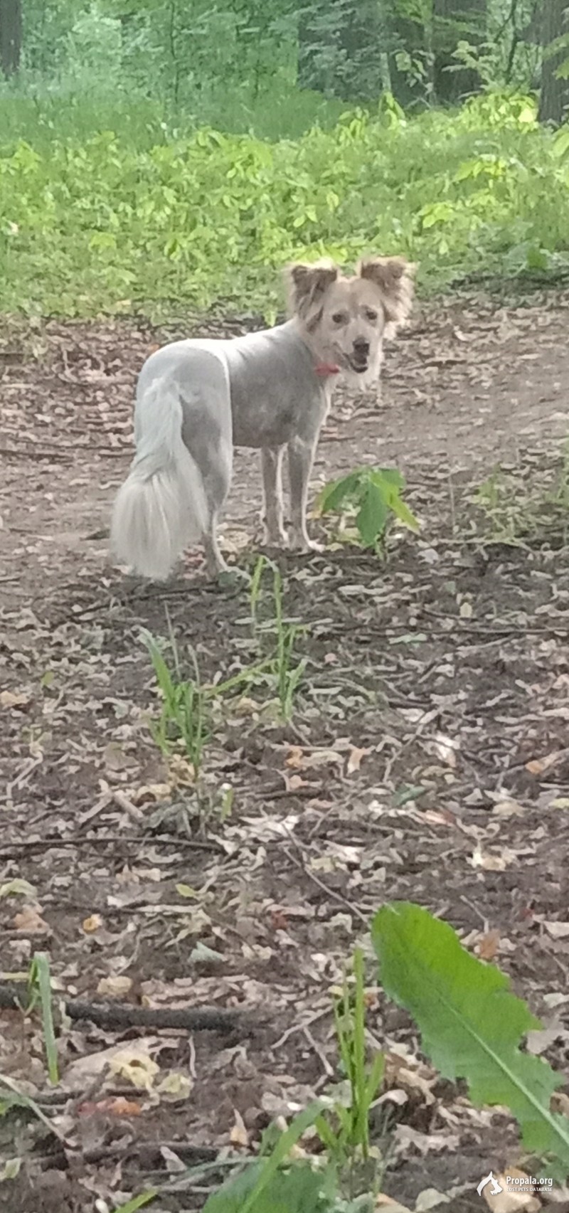 ЛУГОВАЯ! ПРОПАЛА СОБАКА ГЕРДА!