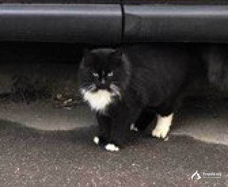 Найден кот/кошка Москва, район Хорошево-Мневники 