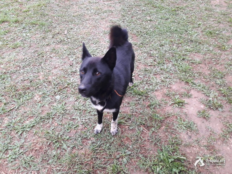 Найдена собака Воскресенский район Нижегородской обл