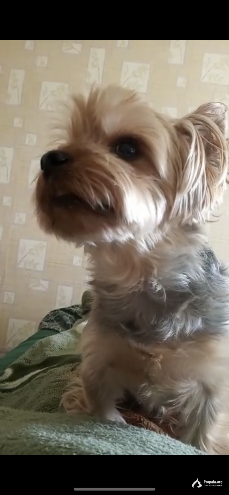Пропал Йоркширский терьер