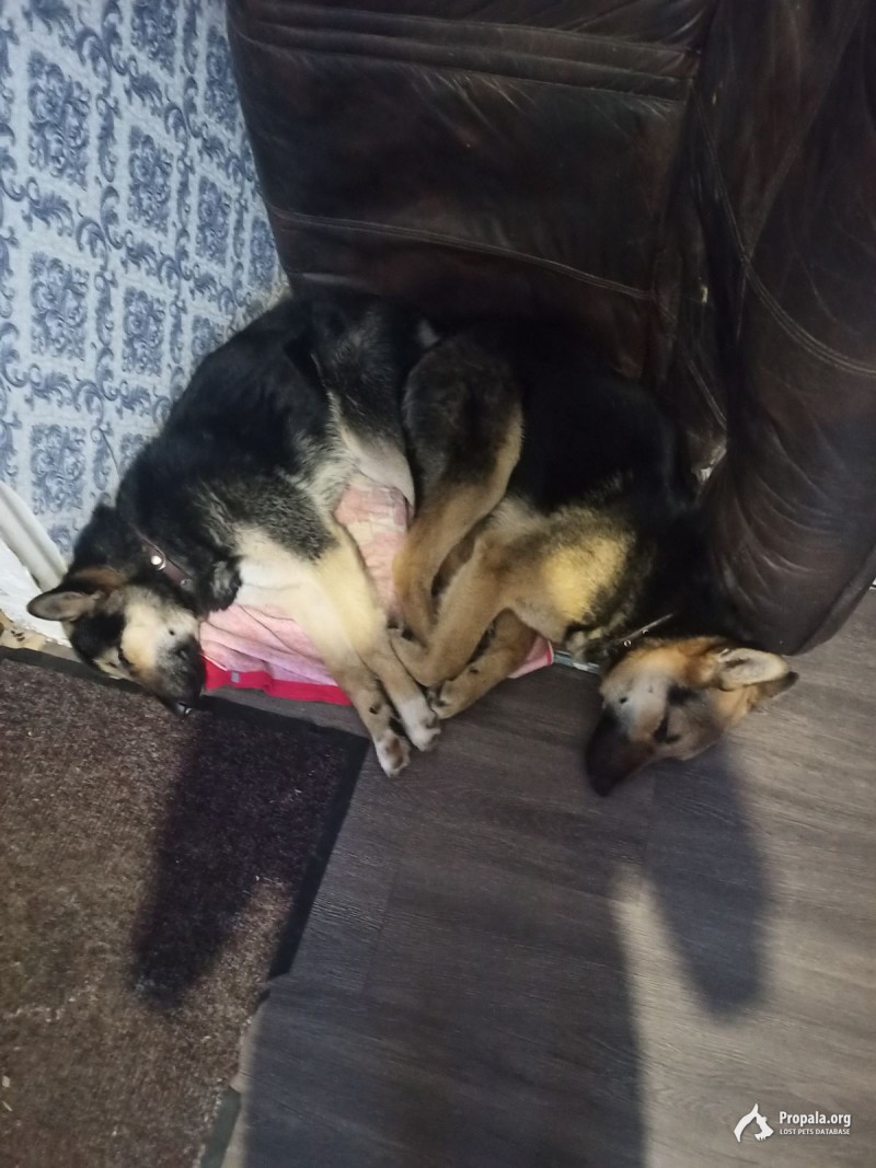 Потерялись собаки