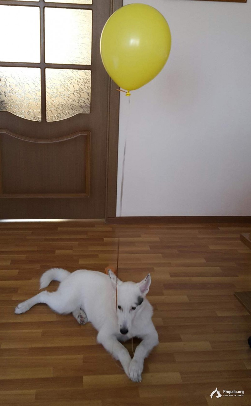 Пропала собака лайка