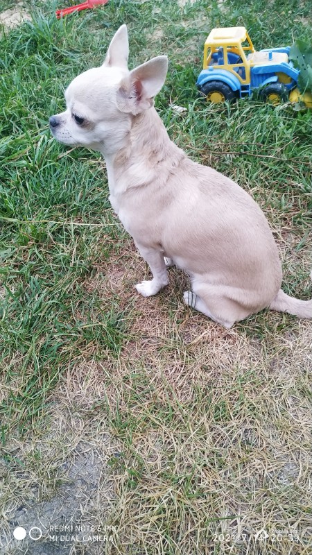 Потерялась собака.