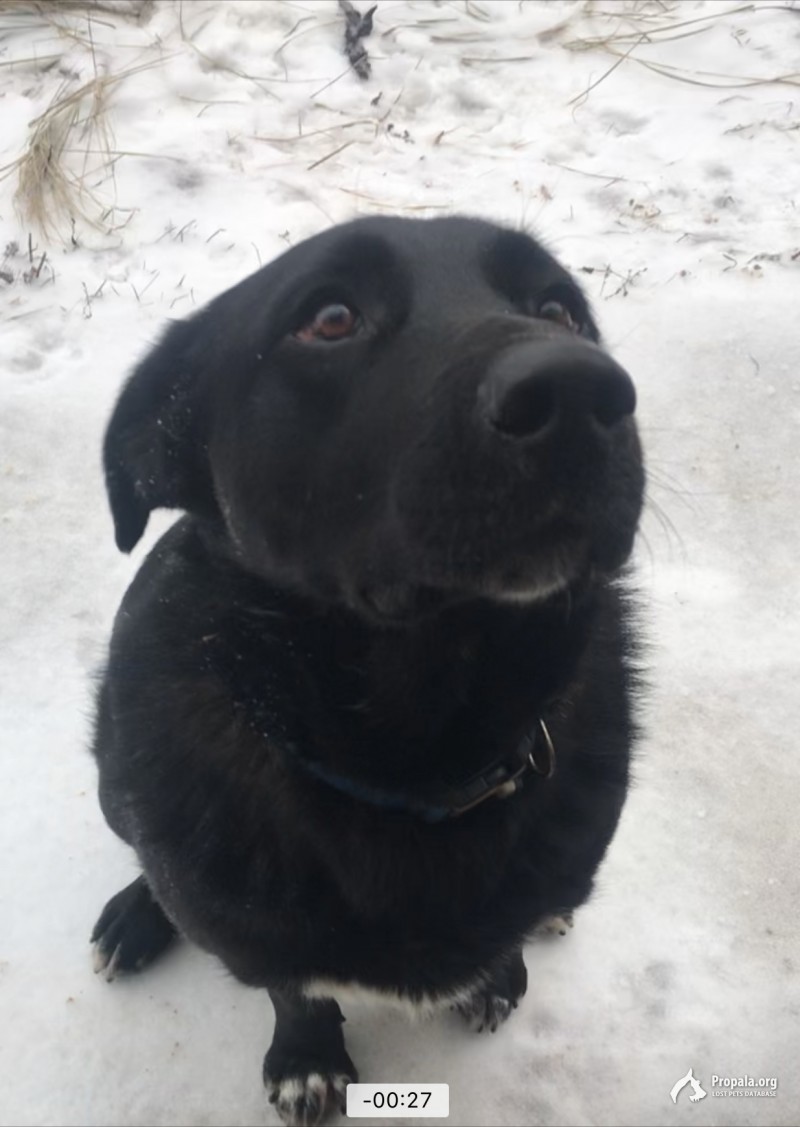 Пропали 2 собаки