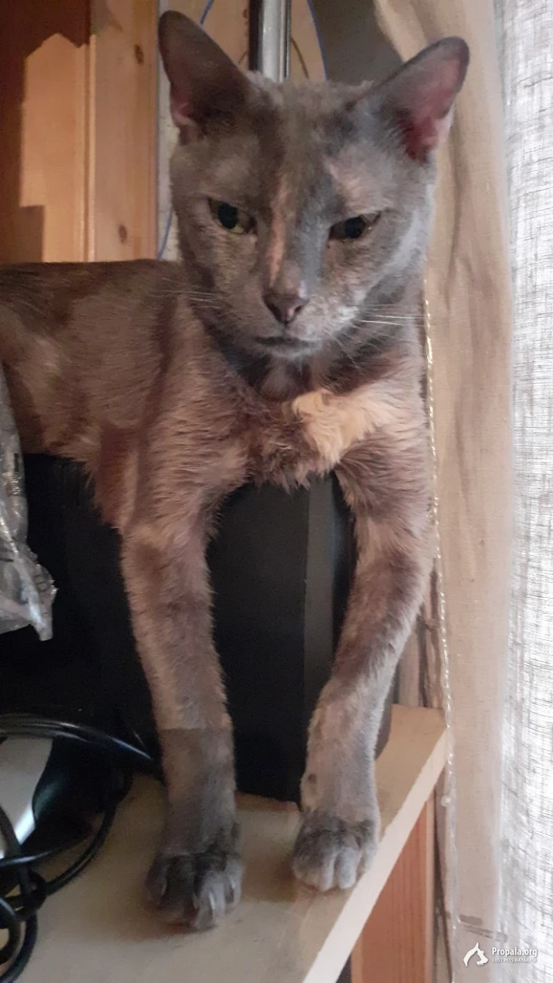 Пропала кошка, зелёный ошейник