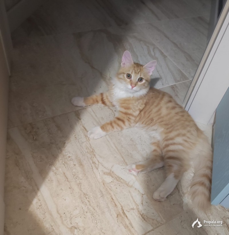 Пропал рыжий пушистый котенок