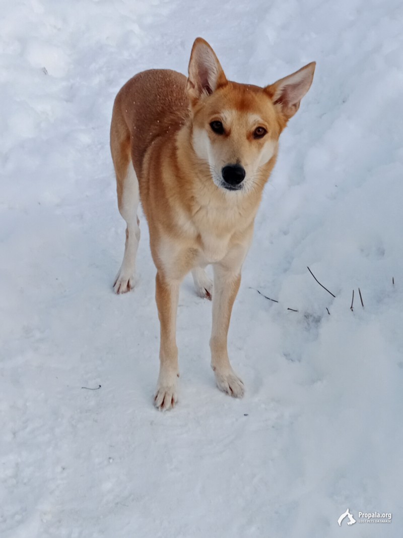 Пропала собака