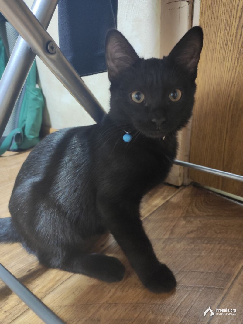 Найден маленький черный кот в ошейнике с колокольчиком!