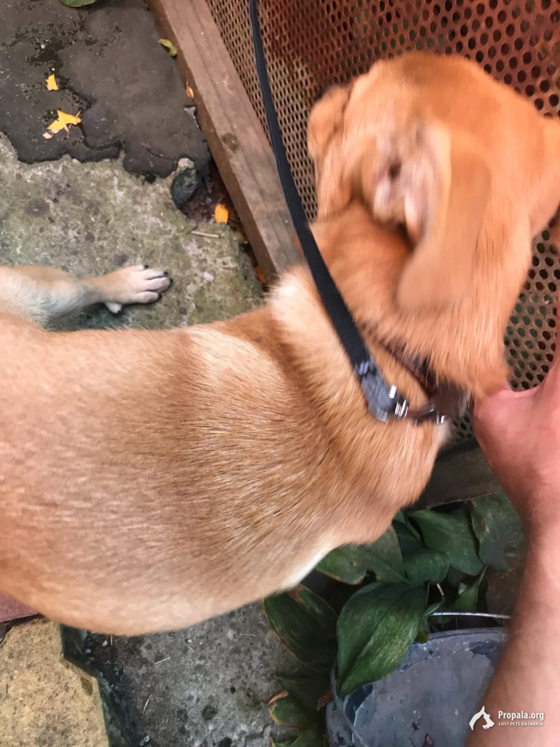 Нашли потерявшегося щенка возле Рощи в Краснодаре