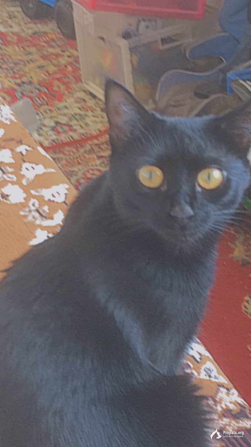 ПРОПАЛА КОШКА!!!