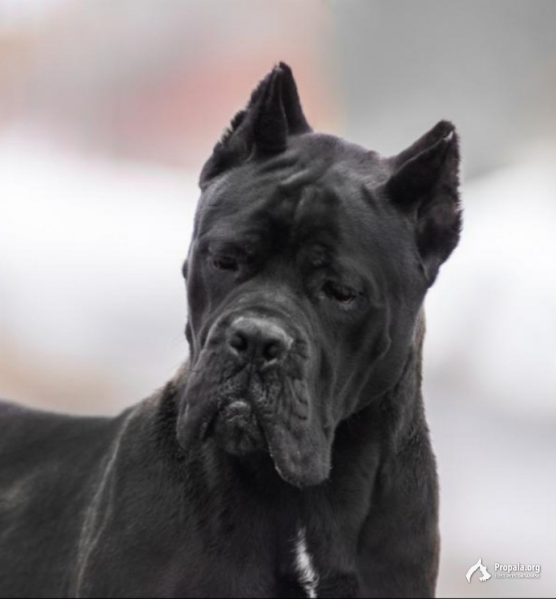 Пропал Кане-корсо