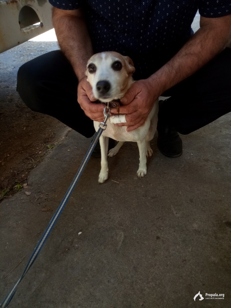 Найдена собака, г. Обнинск, д. Кривское