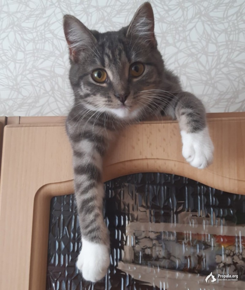 Пропала кошка