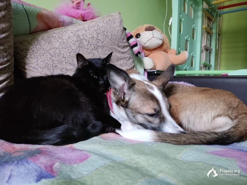 Пропала собака