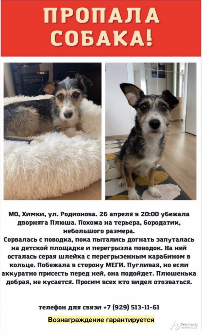 пропала собака Плюша!!!!