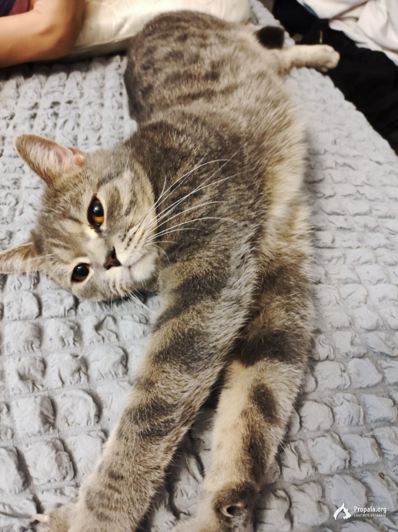 Пропал кот. Волгоград