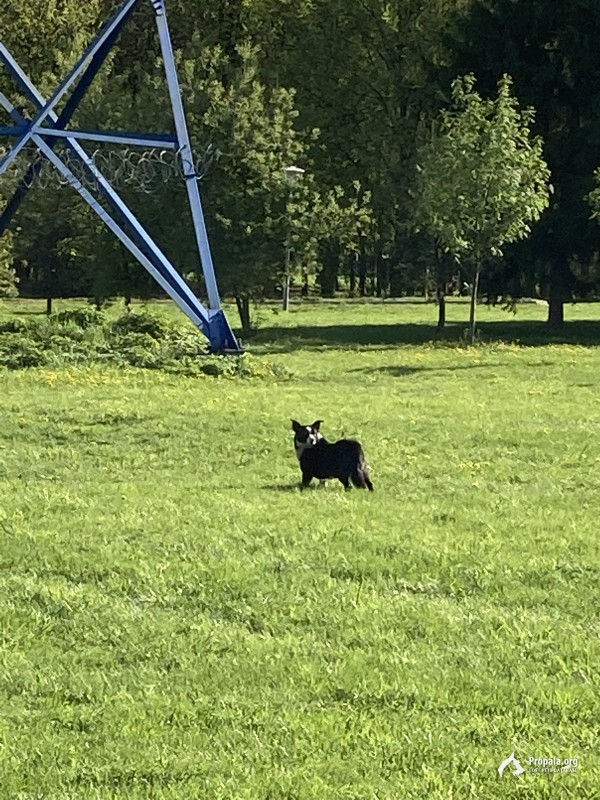 Найдена собака чёрная с белой холкой, Борисовский пруды