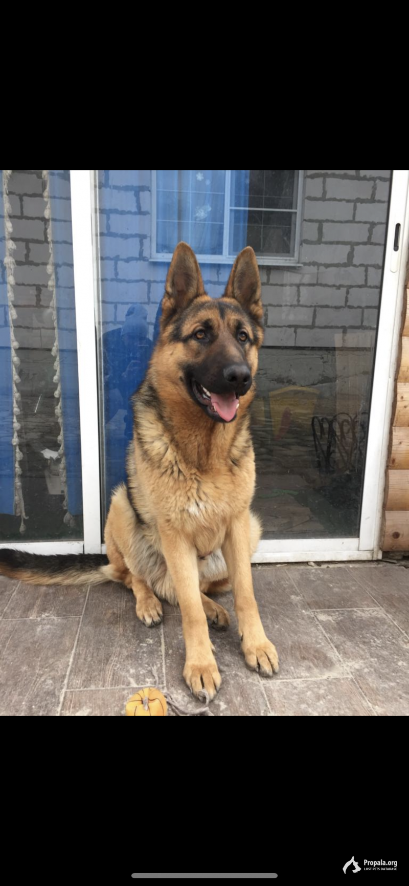 Пропала немецкая овчарка