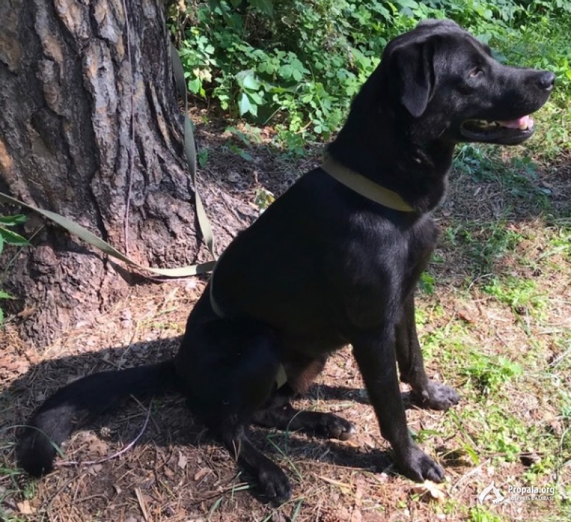 Найден молодой крупный кобель черного цвета