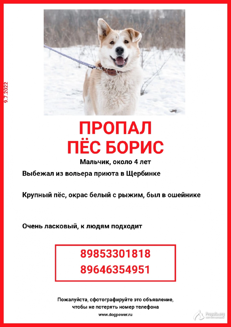 Пропал пёс Борис