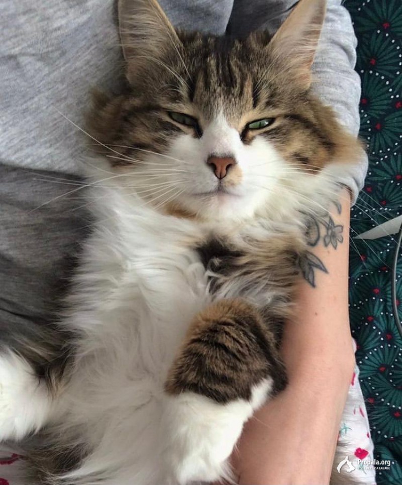 Пропала кошка!