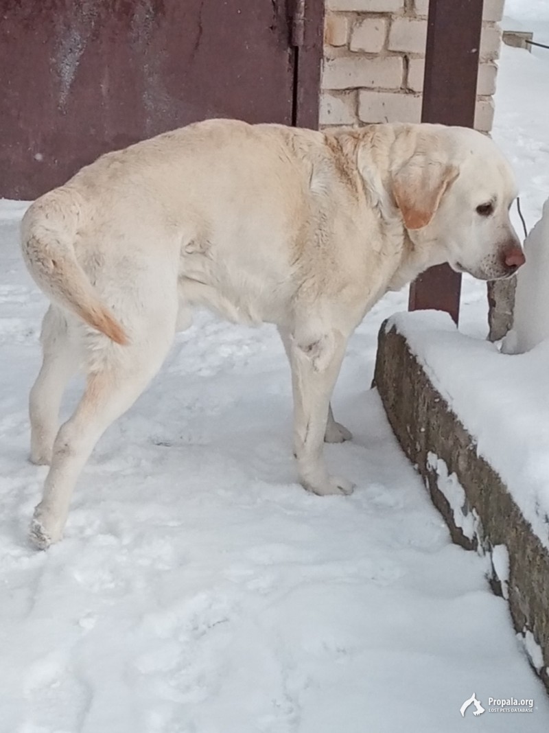 Воронеж, Подклетное, найден лабрадор