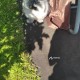 Пропала кошка в Шереметьевке