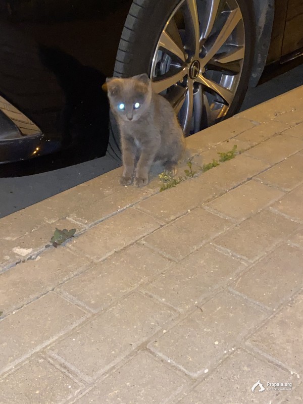 Найдена кошка