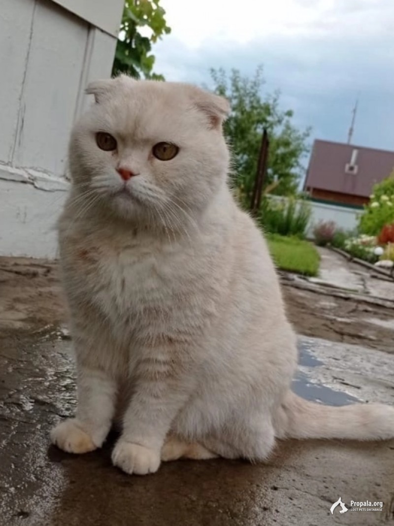 Пропал вислоухий белый кот в районе Коньково