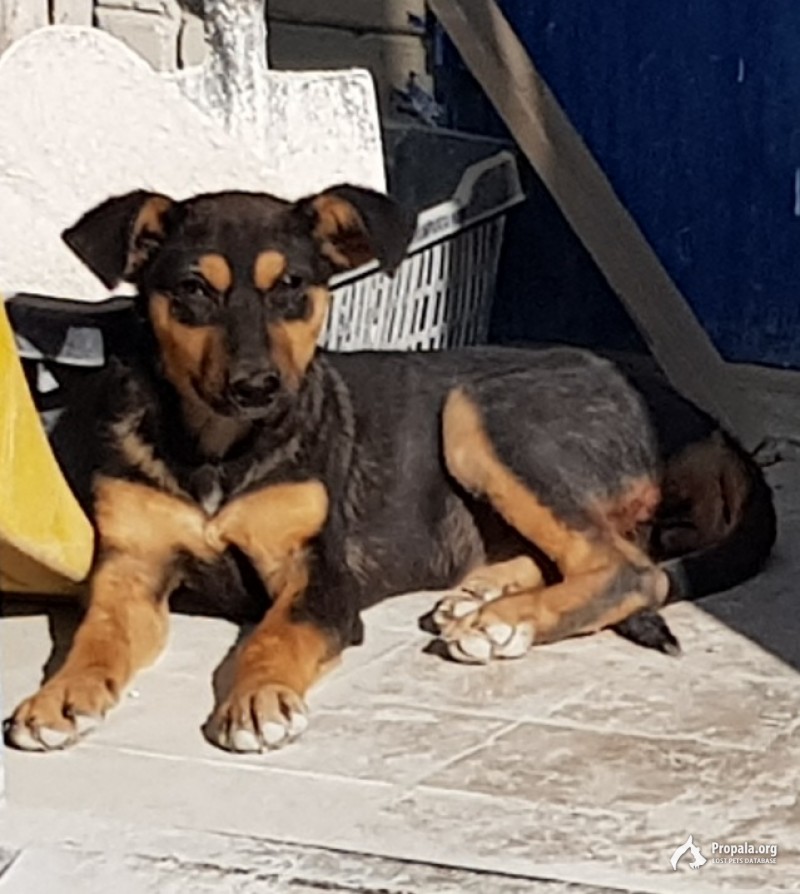 Прошу помочь найти собачку