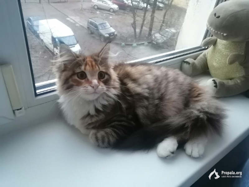 Верните кошку, пожалуйста