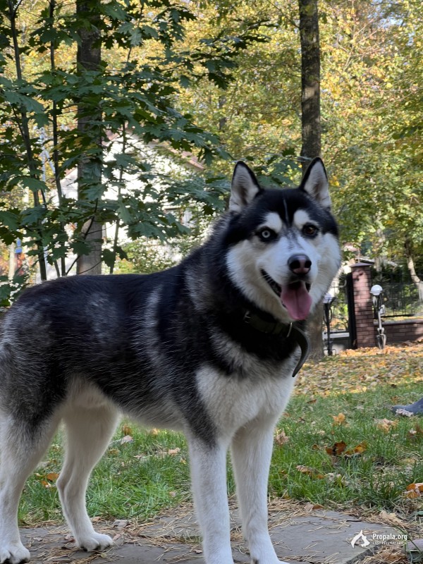 ПРОПАЛА ХАСКИ