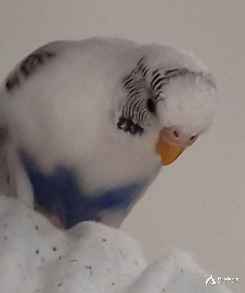 Пропал волнистый попугай ул. Челябинская, Москва