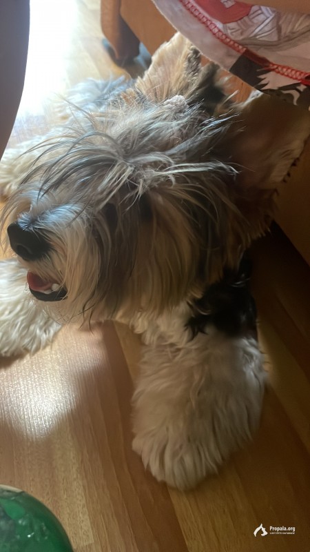 Пропал пес по кличке Лучик