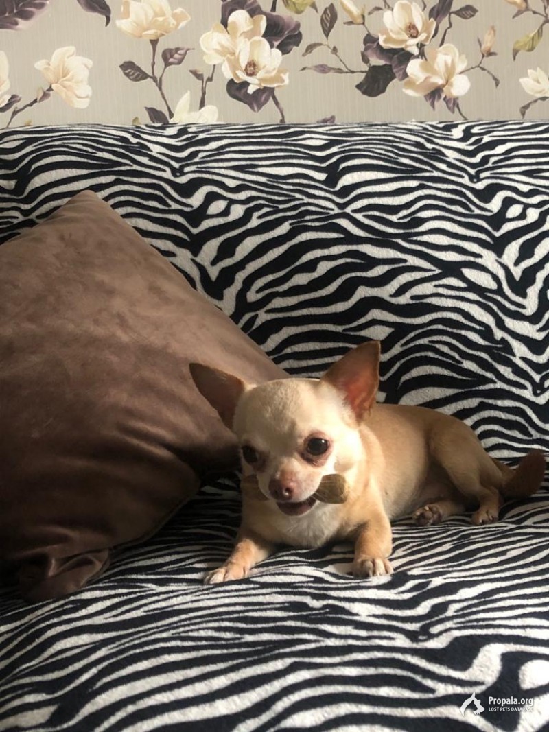 пропала собака! вознаграждение имеется