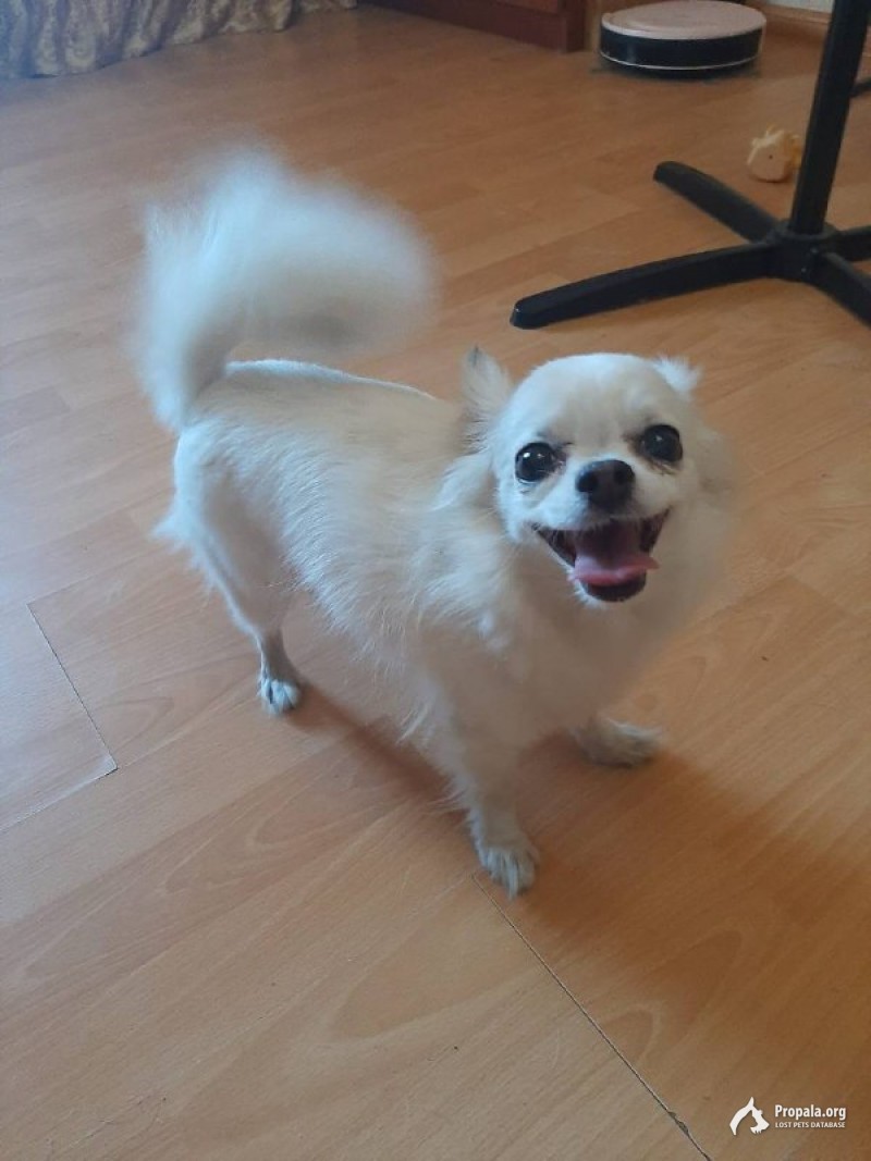 Пропала чихуахуа белая. Тула