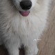 Сбежал щенок самоедской лайки на улице сун-ят-сена.