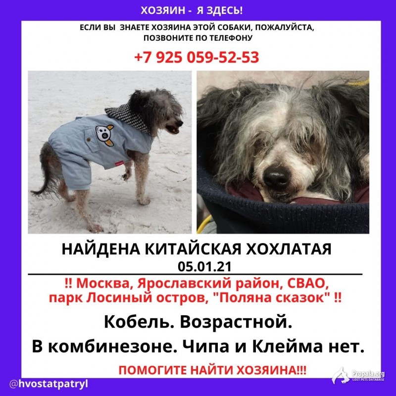 Китайская хохлатая