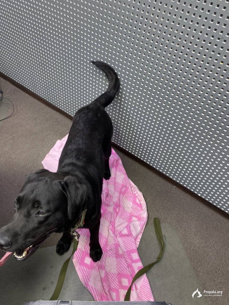 Найден лабрадор