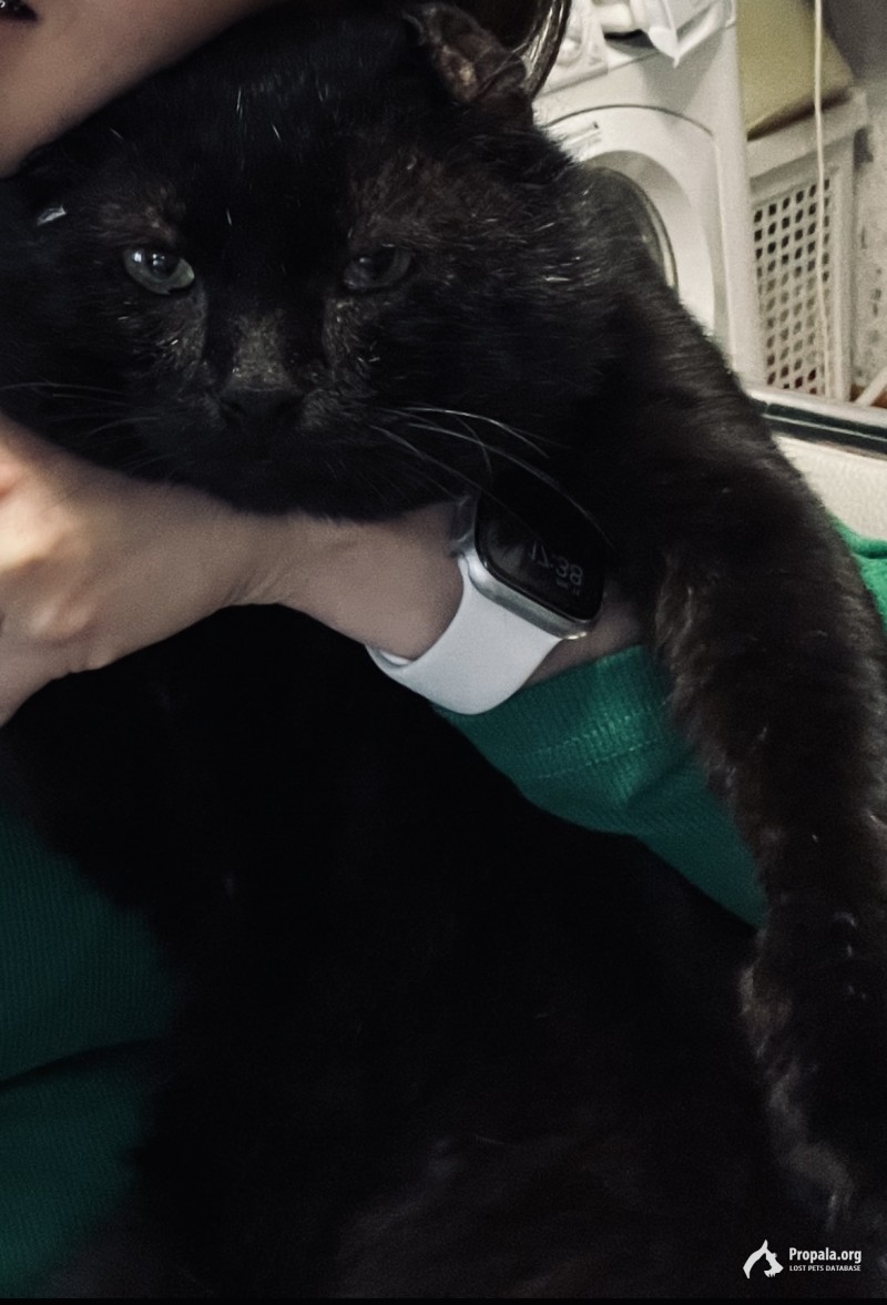 Пропал кот!