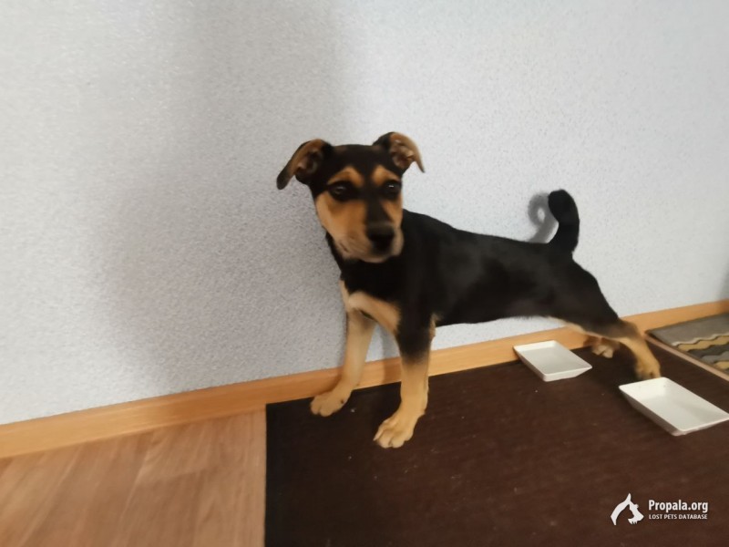 Найдена собака! Верну или отдам в хорошие руки!