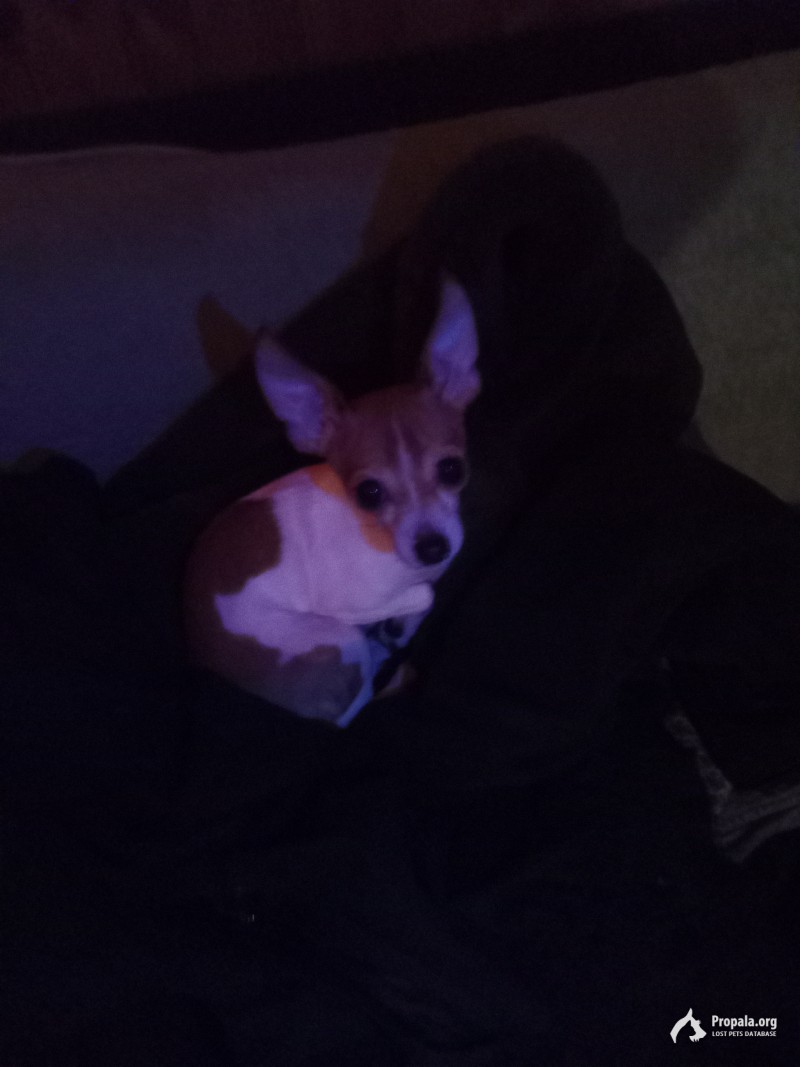 В деревне Грязь найдена чихахуа