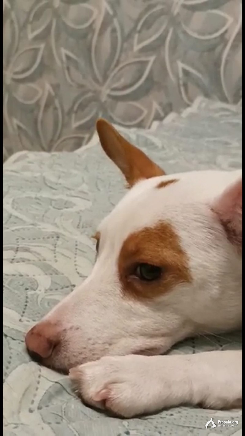 Потерялся Джек, Спб