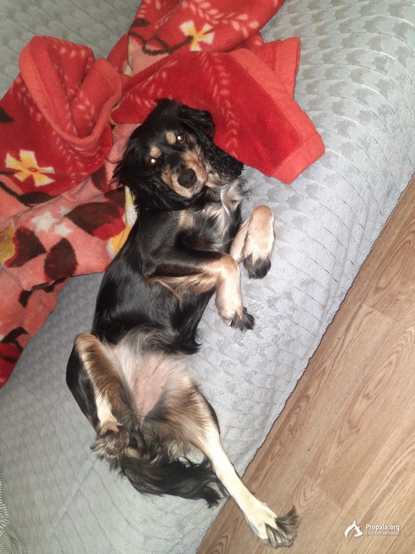 Пропала собака томск