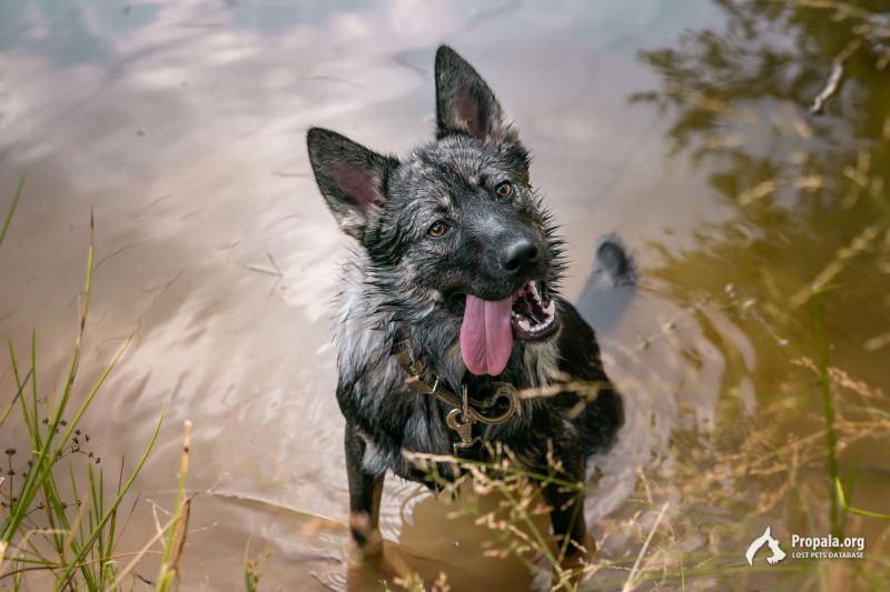 Молодой кобель в добрые руки