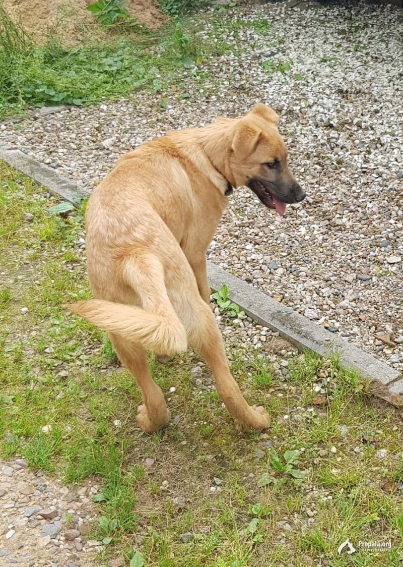 Найден щенок с ошейником