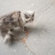 Найдена потерявшаяся домашняя кошка на ул. Раменки