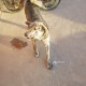 Найдена Собака с ошейником в г. Домодедово