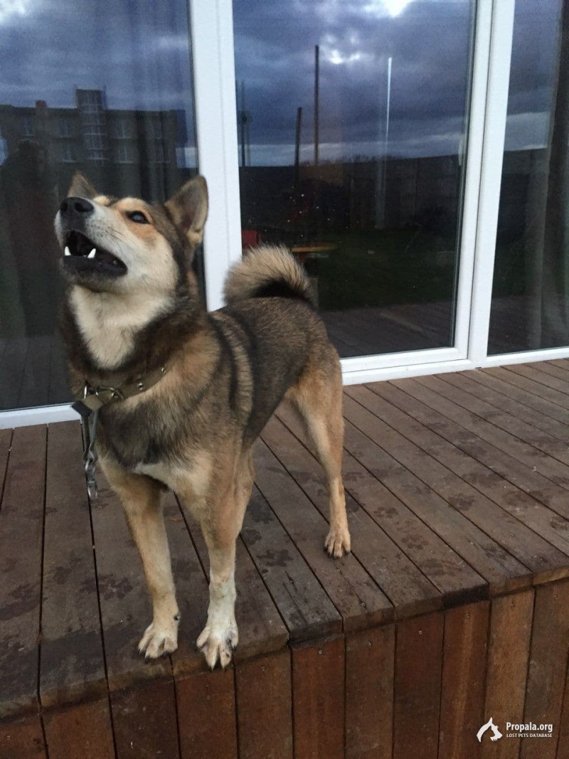 Пропала собака