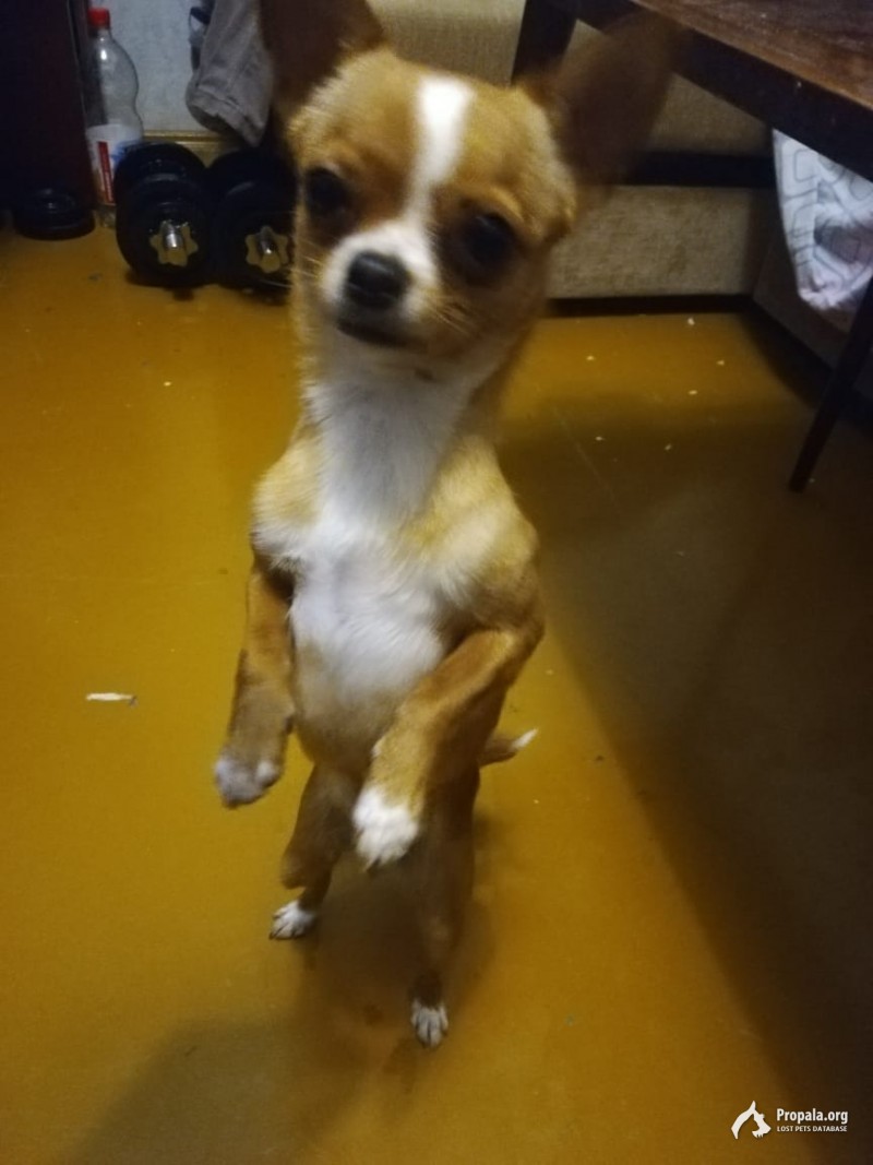 Пропала собака